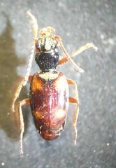 Bembidion quadrimaculatum