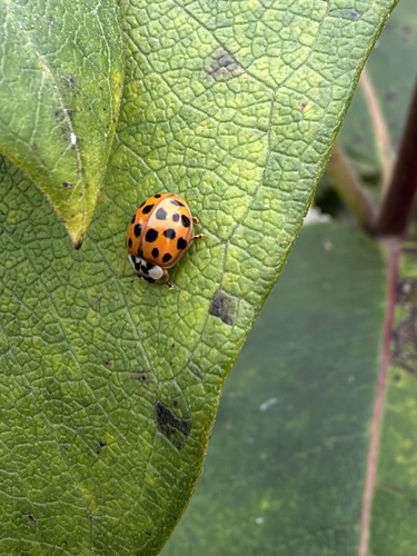 Asian Lady Beetle