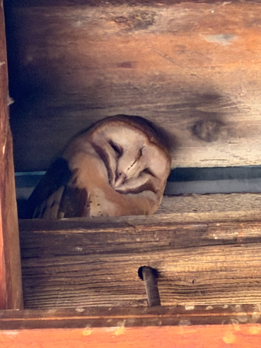 American Barn Owl