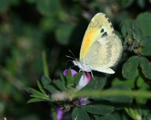Dainty Sulphur