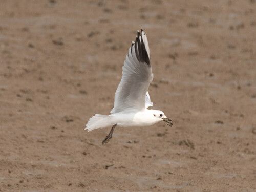 Saunders's Gull