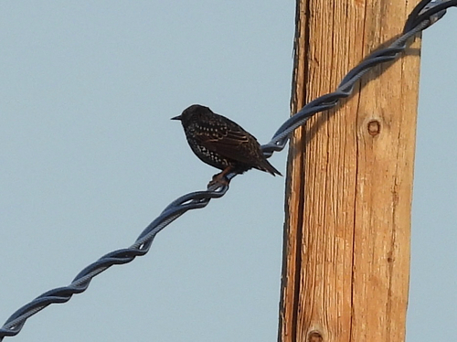 European Starling