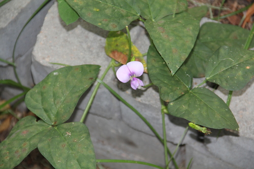 Vigna unguiculata observed 2026-09-18