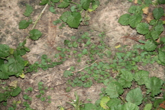 Dichondra carolinensis