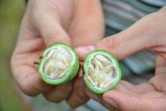 Passiflora killipiana