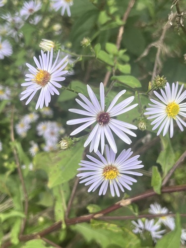 Symphyotrichum prenanthoides