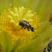 Dufourea echinocacti - Photo (c) Matthew Salkiewicz, algunos derechos reservados (CC BY-NC), subido por Matthew Salkiewicz