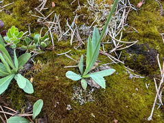 (c) Dustin Snider, some rights reserved (CC BY) Pilosella piloselloides, photograph (c) Dustin Snider, some rights reserved (CC BY)