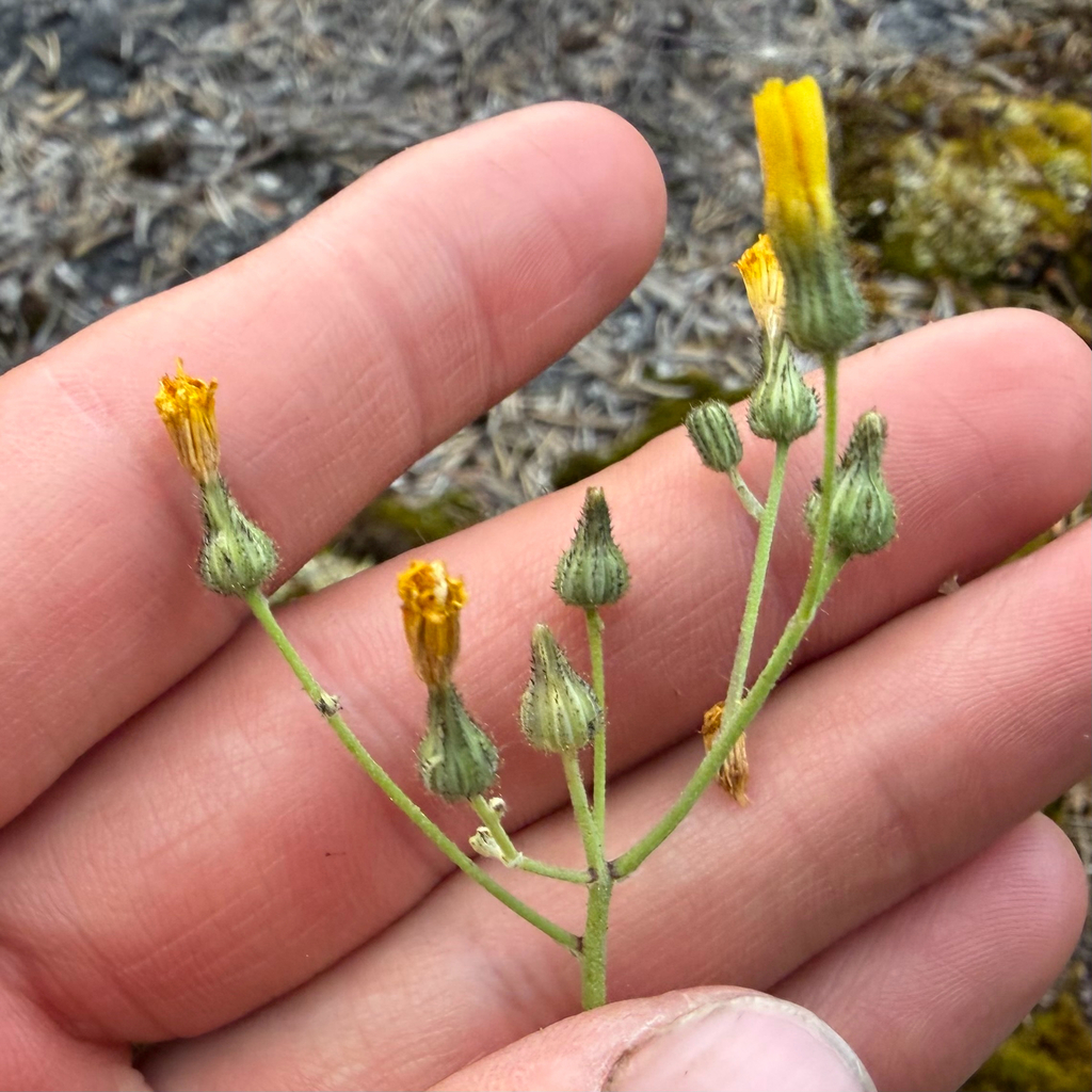 Pilosella piloselloides; photograph (c) Dustin Snider, some rights reserved (CC BY)