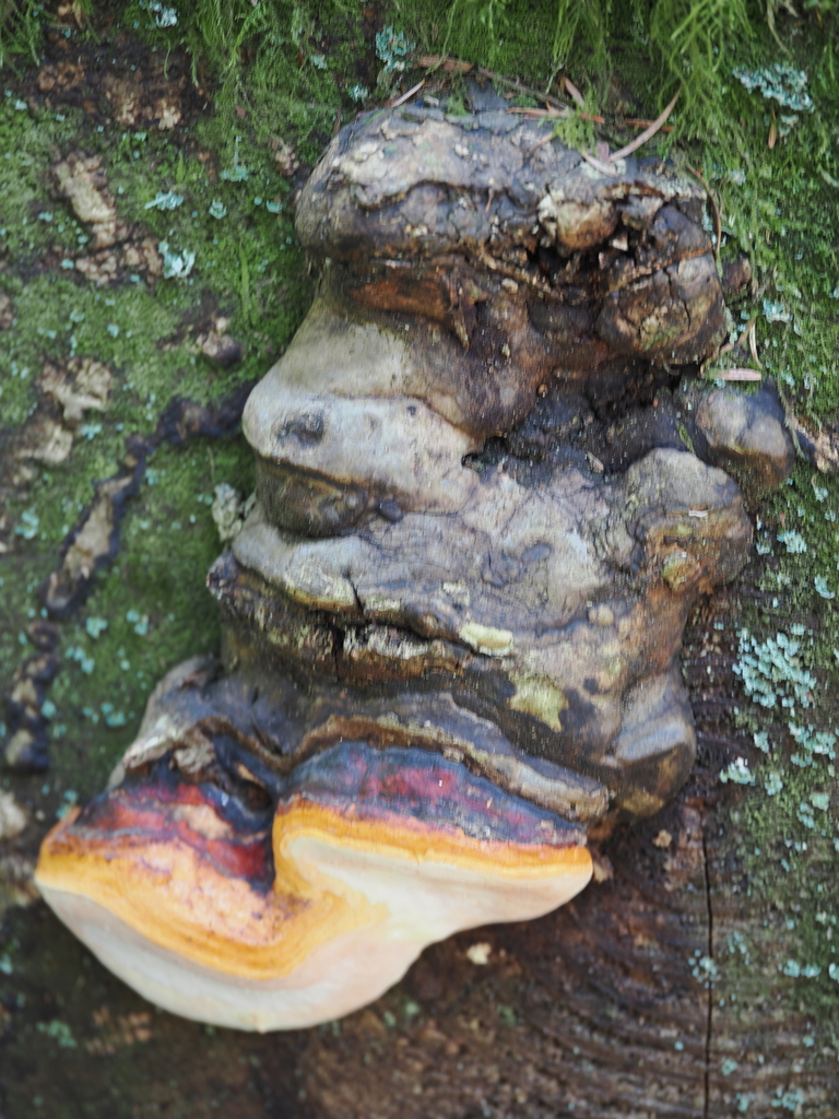 Northern Red Belt · September 2026 · photo: Photo: no rights reserved · iNaturalist