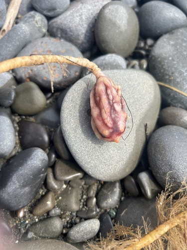Kaeo Sea Tulip