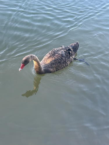 Black Swan