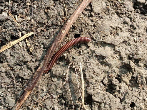 Leptogoniulus sorornus