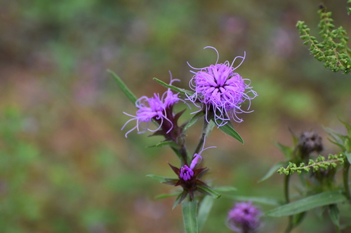 Liatris squarrosa, photograph 1