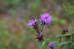 Liatris squarrosa, photograph (c) Ryan Watson, some rights reserved (CC BY)