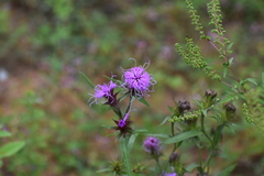 Liatris squarrosa