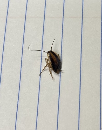 German Cockroach