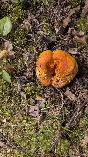 lobster mushroom