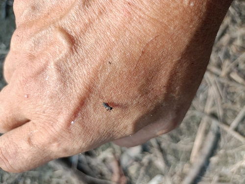 Asian Tiger Mosquito