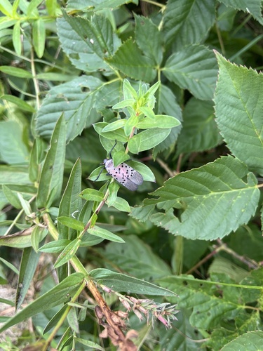 Spotted Lanternfly