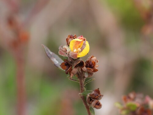 Crocanthemum canadense, photograph 1