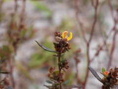 Crocanthemum canadense, photograph (c) geosesarma, some rights reserved (CC BY)