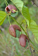 Passiflora killipiana