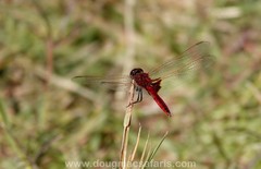 Urothemis assignata