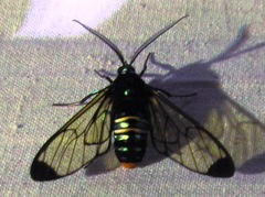 Gymnelia