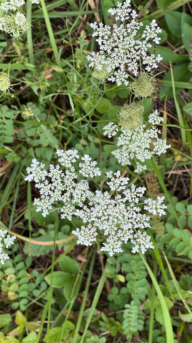 wild carrot