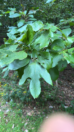 sassafras
