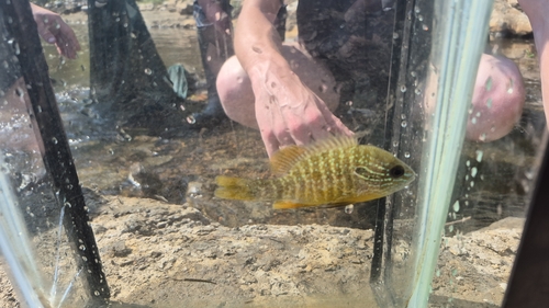 Gulf Longear Sunfish