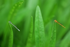 Agriocnemis pieris