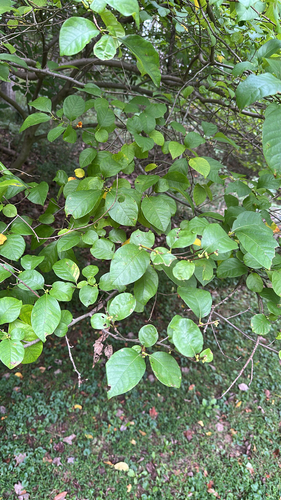 northern spicebush