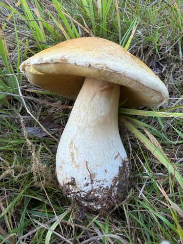 King Bolete
