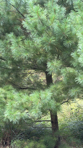 eastern white pine