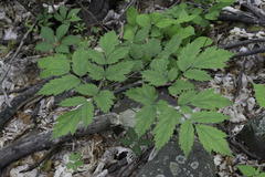 Actaea pachypoda