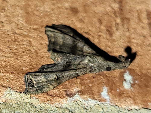 Faint-spotted Palthis Moth