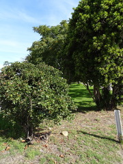 Viburnum tinus