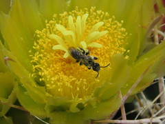 Dufourea echinocacti