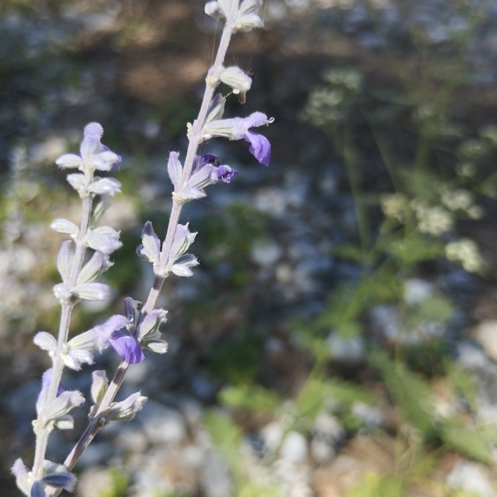 Mount Paila Sage