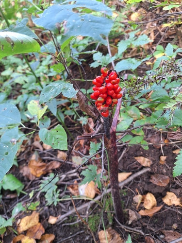 Jack-in-the-Pulpit