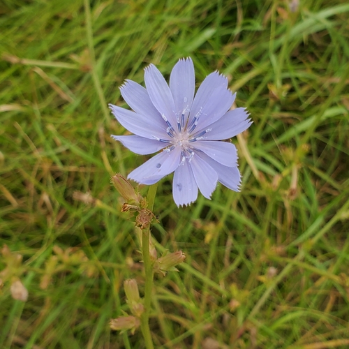 chicory