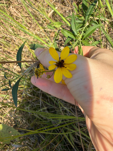 tall coreopsis