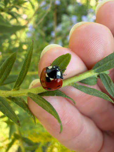 Seven-spotted Lady Beetle
