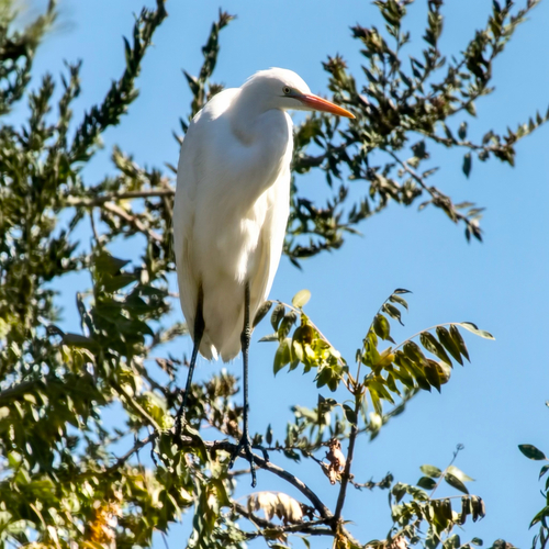 Great Egret