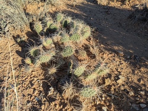 Mojave Pricklypear