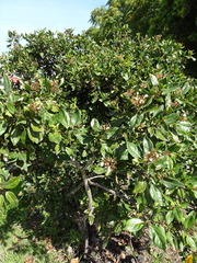 Viburnum tinus