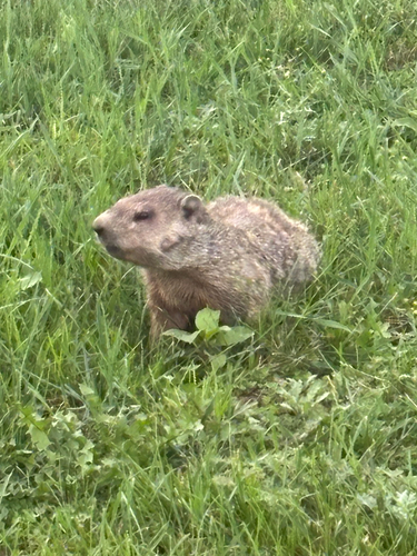 Groundhog