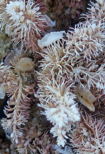 Jania rosea observed 2026-09-20